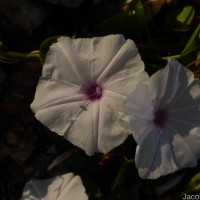 Ipomoea sagittifolia Burm.f.